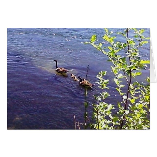 Kanadische Gänserfamilie (Vorderseite (Horizontal))