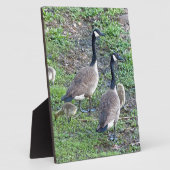 Kanadische Gänserfamilie Fotoplatte (Seite)