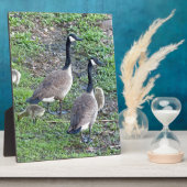 Kanadische Gänserfamilie Fotoplatte (Seite)