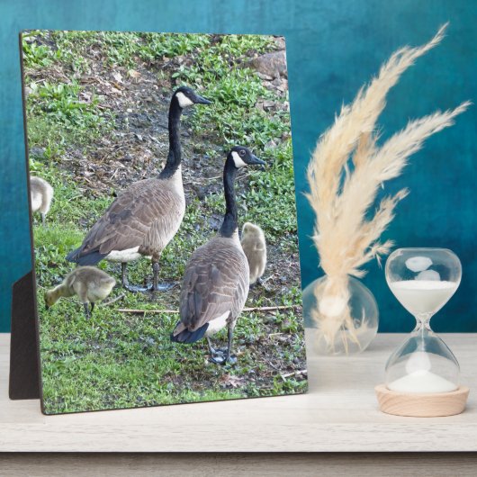 Kanadische Gänserfamilie Fotoplatte (Seite)