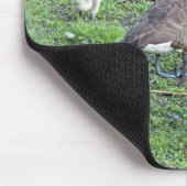 Kanadische Gänserfamilie Mousepad (Ecke)