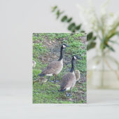 Kanadische Gänserfamilie Postkarte (Stehend Vorderseite)