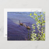 Kanadische Gänserfamilie Postkarte (Vorne/Hinten)