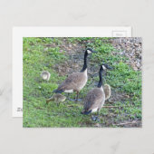 Kanadische Gänserfamilie Postkarte (Vorne/Hinten)
