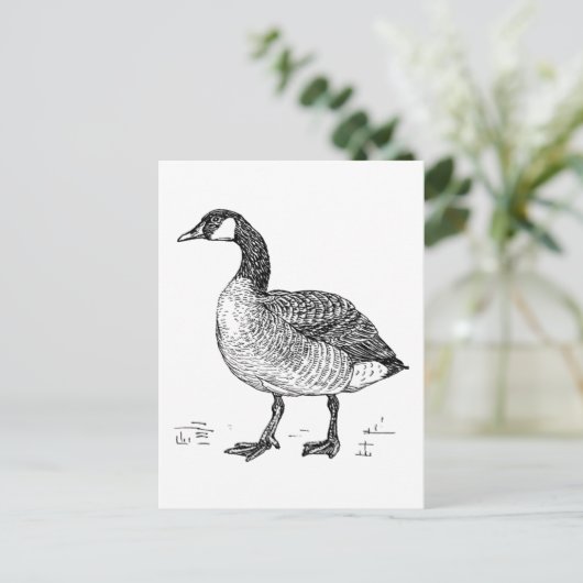 Kanadische Goose Fine Art Sketch, Zeichnend Vogel Postkarte (Stehend Vorderseite)