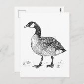 Kanadische Goose Fine Art Sketch, Zeichnend Vogel Postkarte (Vorne/Hinten)