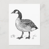 Kanadische Goose Fine Art Sketch, Zeichnend Vogel Postkarte (Vorderseite)