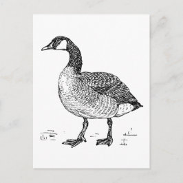 Kanadische Goose Fine Art Sketch, Zeichnend Vogel Postkarte
