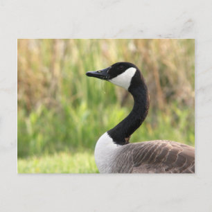 Kanadische Goose Postcard Postkarte