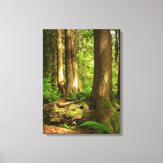 Kanadische Landschaft West Coast Forest Art Print Leinwanddruck (Vorderseite)