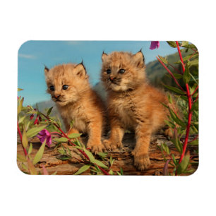Kanadische Luchsjunge, Alaska Magnet