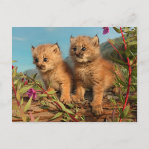 Kanadische Luchsjunge, Alaska Postkarte
