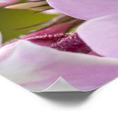 Kanadische Schönheit, Blumenrosa Phlox Poster (Ecke)