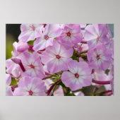 Kanadische Schönheit, Blumenrosa Phlox Poster (Vorne)