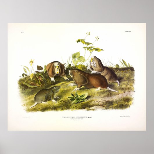 Kanadische Stachelrat (Plains Pocket Gopher) Audub Poster (Vorne)