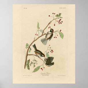 Kanadische Titmouse aus Audubons Vögeln von Amerik Poster