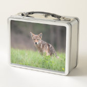 Kanadische Wildtiere: Brown Coyote Fotografy Metall Brotdose (Rückseite)