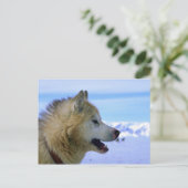Kanadischer Eskimo-Schlittenhund Postkarte (Stehend Vorderseite)