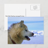 Kanadischer Eskimo-Schlittenhund Postkarte (Vorne/Hinten)