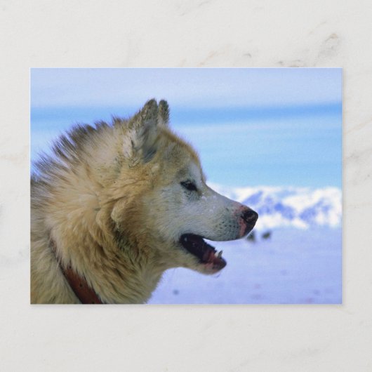 Kanadischer Eskimo-Schlittenhund Postkarte (Vorderseite)
