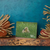 Kanadischer Gänsehick Fotoplatte (Seite)