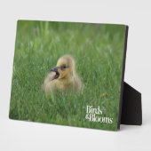 Kanadischer Gänsehick Fotoplatte (Seite)