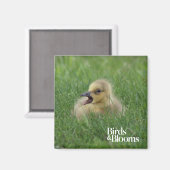 Kanadischer Gänsehick Magnet (Vorderseite/Rückseite)