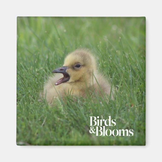 Kanadischer Gänsehick Magnet (Vorne)