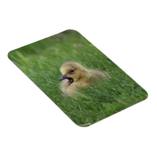 Kanadischer Gänsehick Magnet (Rechte Seite)