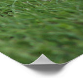 Kanadischer Gänsehick Poster (Ecke)