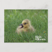 Kanadischer Gänsehick Postkarte (Vorderseite)