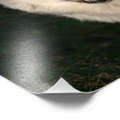 Kanadischer Holzfäller Wolf Kanadischer Holzfäller Fotodruck (Ecke)