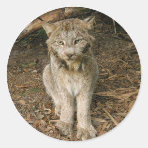 Kanadischer Luchs 0173 Runder Aufkleber