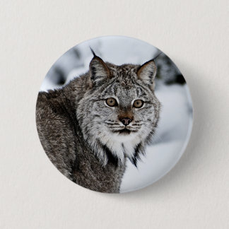 Kanadischer Luchs im Schnee Button