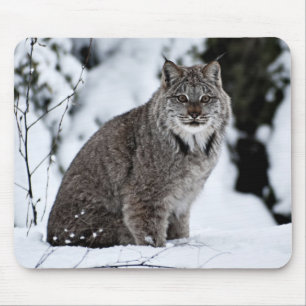 Kanadischer Luchs im Schnee Mousepad