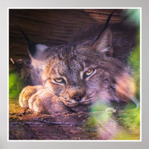Kanadischer Luchs in Ruhe - Wildtier-Porträt - Dru Poster