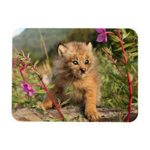 Kanadischer Luchs, Jungtier, Alaska Magnet