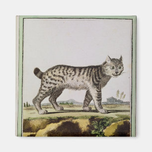 Kanadischer Luchs Magnet