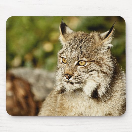 Kanadischer Luchs Mousepad (Vorne)