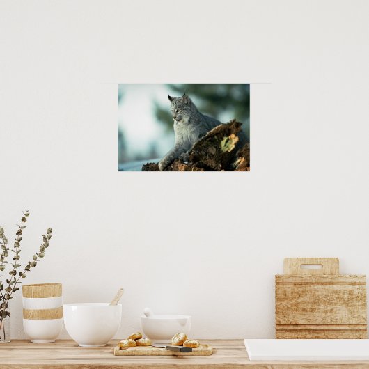 Kanadischer Luchs Poster (Küche)
