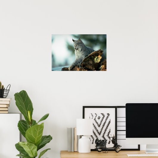 Kanadischer Luchs Poster (Heimbüro)