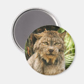 Kanadischer Lynx 4200e Magnet (Vorderseite/Rückseite)