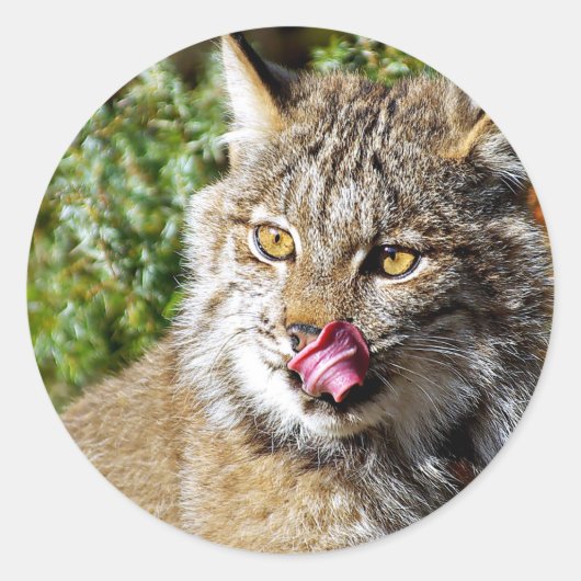 Kanadischer Lynx - alles in Runder Aufkleber (Vorderseite)