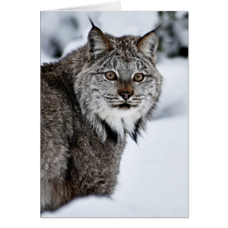Kanadischer Lynx im Schnee