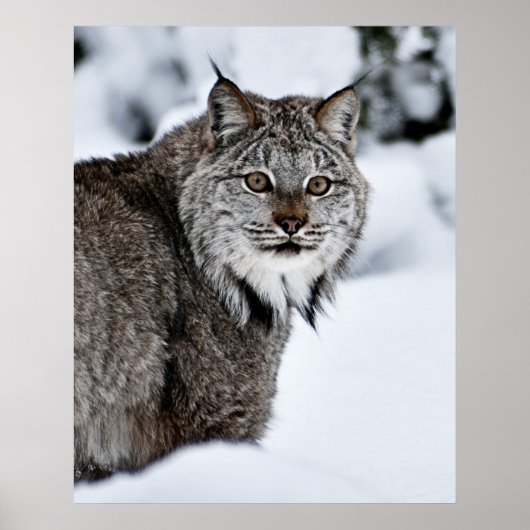 Kanadischer Lynx im Schnee Poster (Vorne)