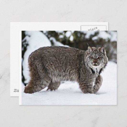 Kanadischer Lynx im Schnee Postkarte (Vorne/Hinten)