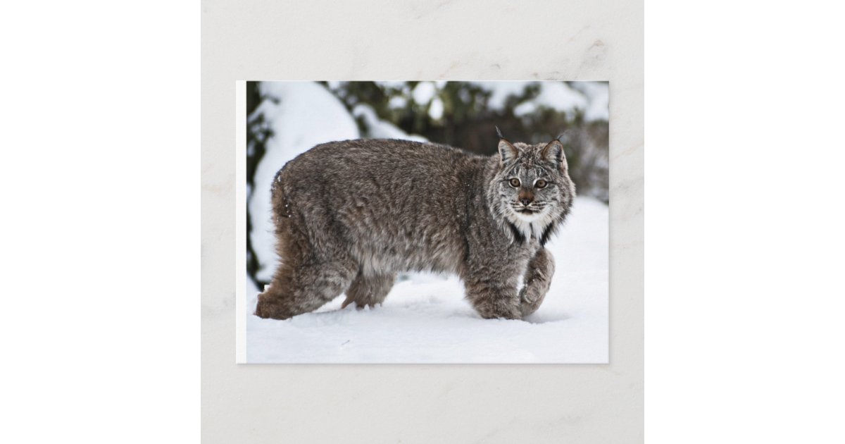 Lentikular Wackelkarte kleiner Luchs klappt sein Mäulchen auf und zu Lynx
