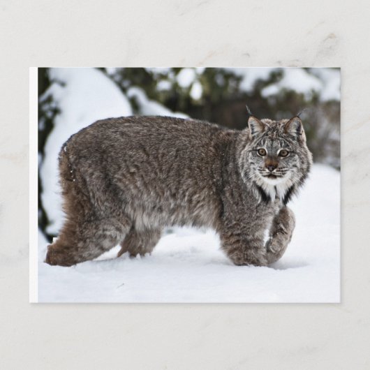 Kanadischer Lynx im Schnee Postkarte (Vorderseite)