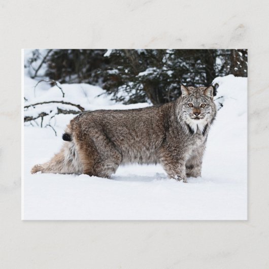 Kanadischer Lynx im Schnee Postkarte (Vorderseite)