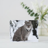Kanadischer Lynx im Schnee Postkarte (Stehend Vorderseite)